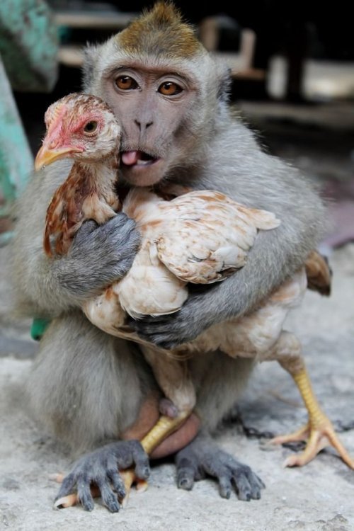 Monkey-falls-in-love-with-a-chicken.jpg