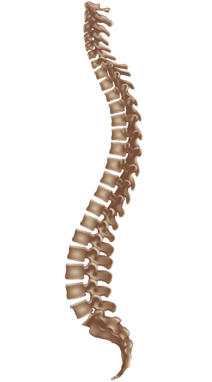 spine.png
