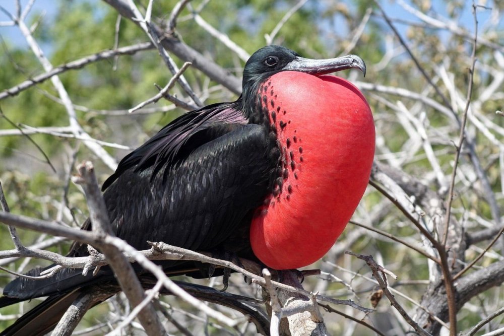 03_WeirdestBirds__MagnificentFrigatebird_shutterstock_48986809.thumb.jpg.dfe2b6b8ab6ec8dd802d6b052e1c35b8.jpg