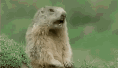 alan-animal.gif.c9f8cd9770c24fbfebd556fa61bad310.gif