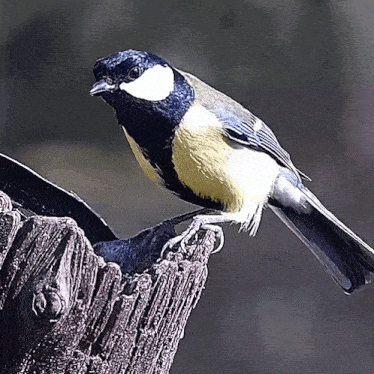 60690EE3-C977-4BE6-987E-46678EE0BFD4.gif.e717740d2989539edd48b2d75a475752.gif